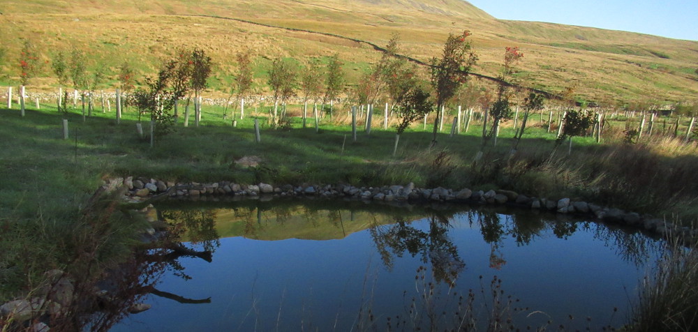 wildlife pond and new native woodland