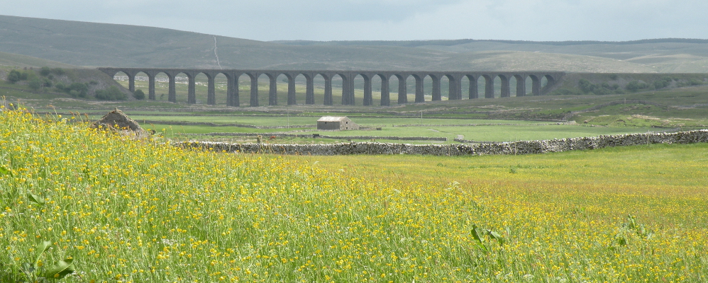 Buttercups in the meadow