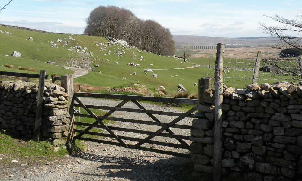 View from Ellerbeck Farm towards Ribblehead Viaduct