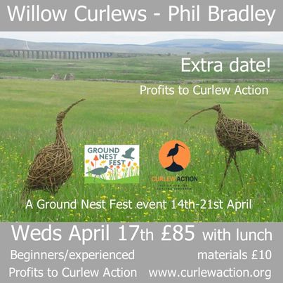 Willow Curlews